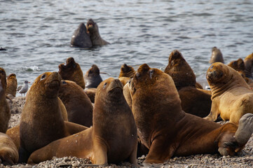 Sea ​​lions of a hair at the edge of the ocean