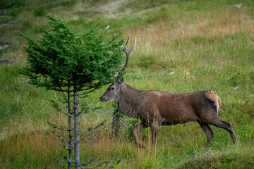 red stag, cervus elaphus, in the rutting season on the mountains at a autumn evening
