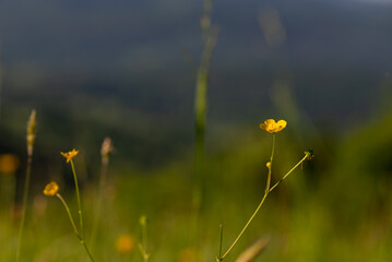Żółte kwiaty, leśna łąka, rozmyte tło. 