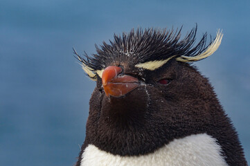 Rockhopper penguin in its natural environment of stone and sea on penguin island in patagonia