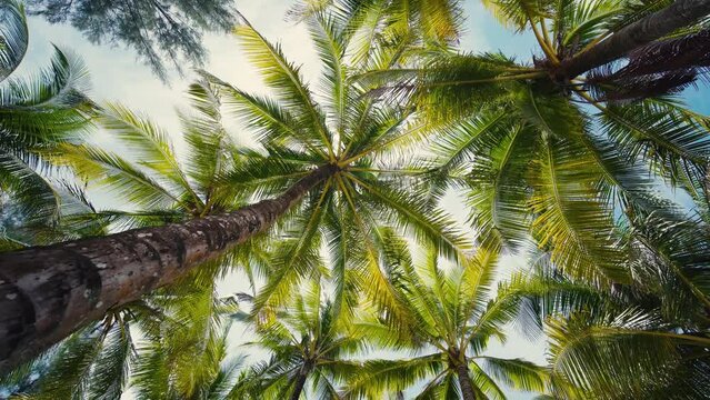 palm tree and sky.