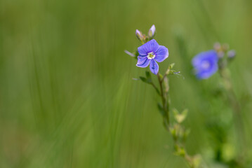 Niebieski kwiat przetacznik ożankowy (Veronica chamaedrys L.)  roślina należąca do rodziny babkowatych (Plantaginaceae) (2).