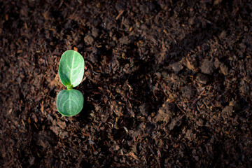 Pumpkins Seedlings are thriving from fertile soil, ecology concept. new life is coming,closeup