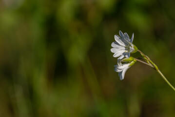 Biały kwiat, gwiazdnica trawiasta (Stellaria graminea L.) roślina należąca do rodziny goździkowatych (Caryophyllaceae) (1). - obrazy, fototapety, plakaty