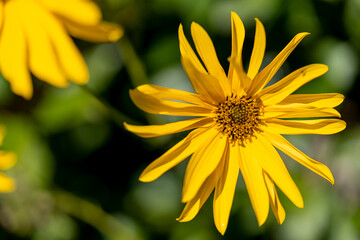 fleur de topinambour