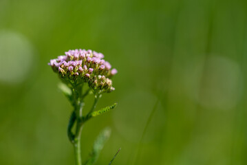 Kwiat łąkowy z rodziny astrowatych, krwawnik pospolity (Achillea millefolium L.), rozmyte tło (3). © Grzegorz