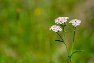 Kwiat łąkowy z rodziny astrowatych, krwawnik pospolity (Achillea millefolium L.), rozmyte tło (2). © Grzegorz