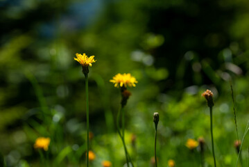 Żółte kwiaty z rodziny astrowatych, prosienicznik szorstki (Hypochaeris radicata L.), rozmyte...
