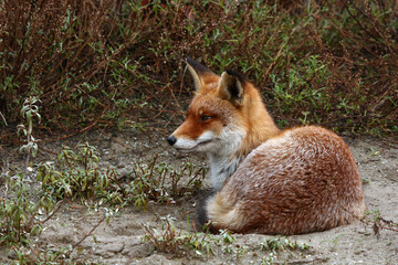 Red Fox in its own natural environment