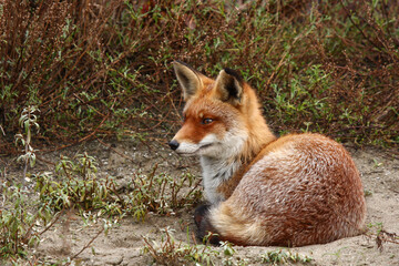 Red Fox in its own natural environment