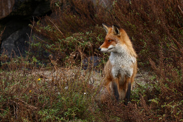 Red Fox in its own natural environment