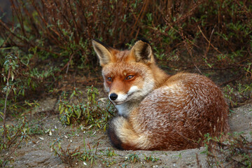 Naklejka na ściany i meble Red Fox in its own natural environment