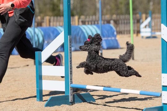 Beautiful black poodle with red bow in its head jumps over an agility hurdle on a dog agility course