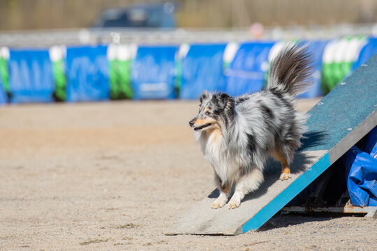 Shetland Sheepdog staying on a Teeter-Totter on a dog agility course