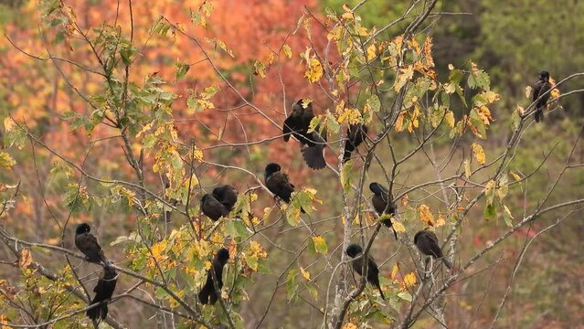 Static shot, flock of Grackles perched on Small tree branches among Autumn leaves