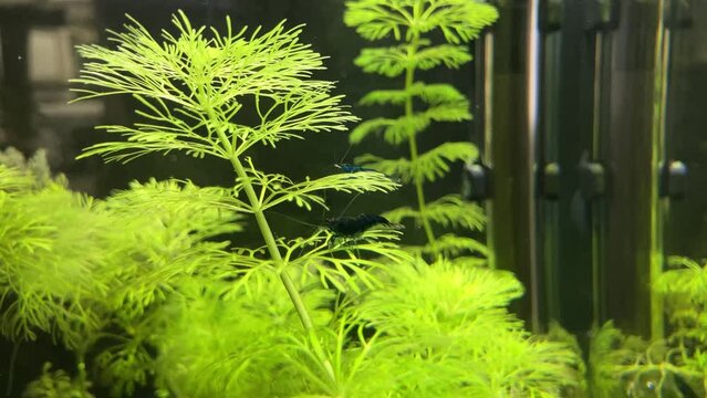 Blue shrimps swimming in small acquarium on acquatic plants. Fishes in the fish tank.