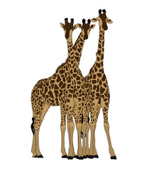 beautiful friendship of 3 giraffes 