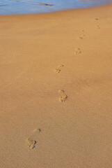 Clear traces of bare human feet on the sand. Human footprints emerging from the sea.