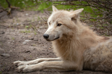 A white wolf lying in its natural environment