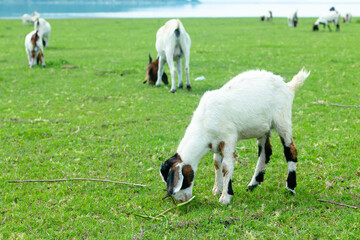 Young goat grazing at the farm yard