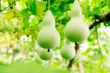 Close-up detail of multiple bottle gourds on a vine. Agriculture and nature concept.
