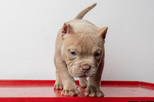 an american bully puppy, standing on a surface looking down, with room for text