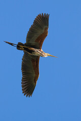 Purple heron, Ardea purpurea. A bird flies against a blue sky
