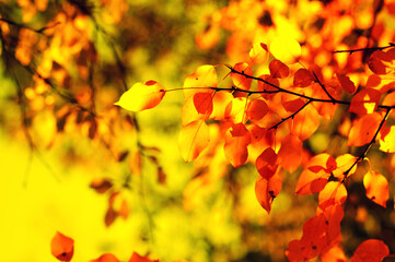Fototapeta na wymiar Autumn leaves on the green