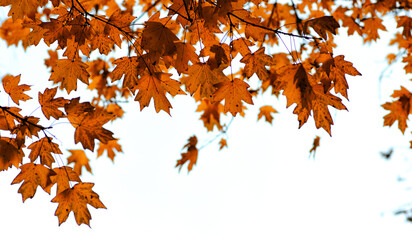 Autumn leaves on the sky