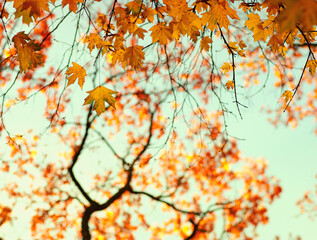 Autumn leaves on the sky