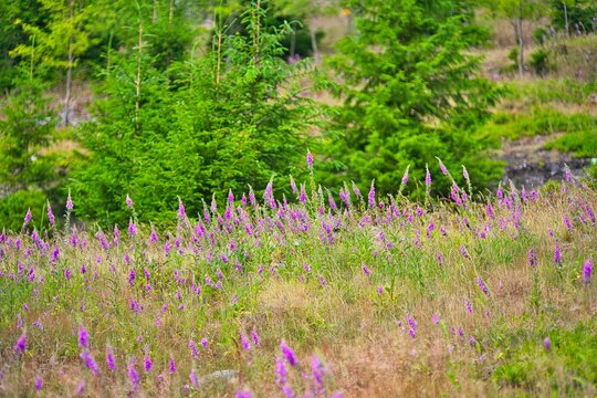 Beautiful view of purple loosestrife flowers blooming in the Thuringian forest