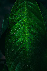 Green beriba leaf with rainwater drops. Photo for wallpaper with blur in high resolution