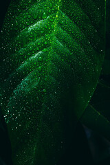 Beriba leaf with rainwater drops. Photo for wallpaper with blur in high resolution