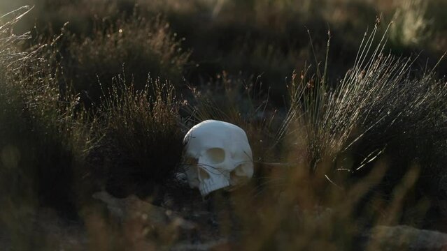Slow motion of a scull on the bush under a sunlight.