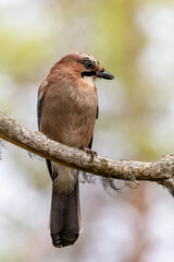  Eurasian jay