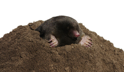 European mole isolated on white