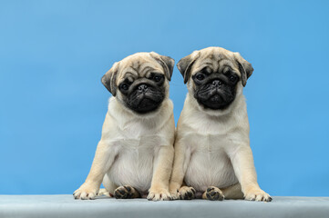 Obraz premium studio photo on a blue background two pugs