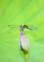 dragonfly on a leaf
