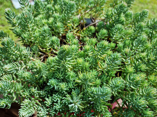 close up Sedum reflexum 'Blue Spruce'