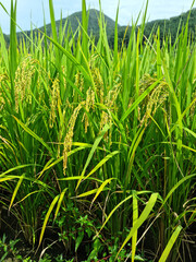Close up to korea rice seeds in ear of paddy