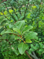 Fototapeta na wymiar Olive Berries tree leaves and branches.