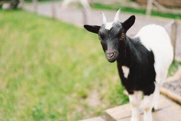 Beautiful little goat on the farm. Animals on farming, agriculture.