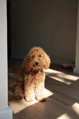 A small ginger poodle sits on the floor in the shadows of the daylight falling from the window. Front view