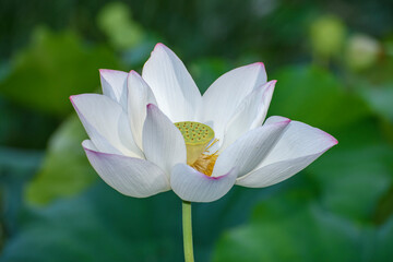 white lotus in the garden