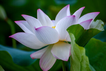 lotus flower in the garden