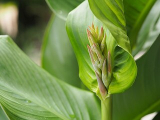 花　カンナ　つぼみ