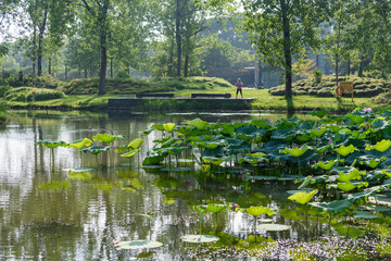 pond with flowers