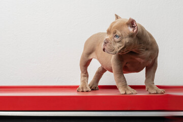 american bully puppy,standing on a red surface, looking to the side