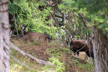 chamois female with his fawn at a autumn day on the mountains