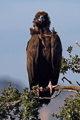 Cinereous vulture // Mönchsgeier (Aegypius monachus)